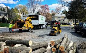 Best Tree Risk Assessment  in Miller Place, NY