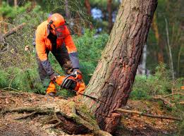 Best Storm Damage Tree Cleanup  in Miller Place, NY