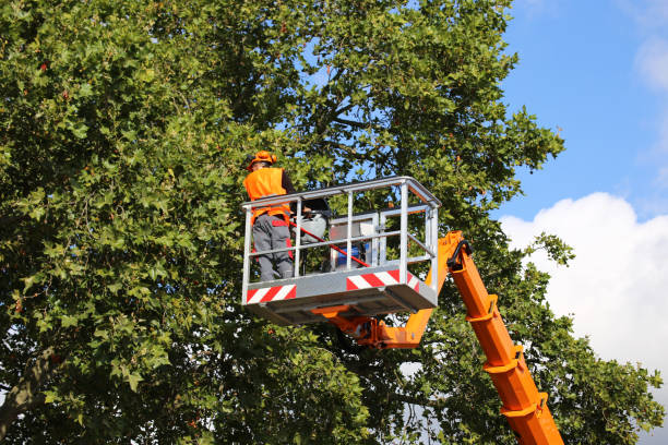 Best Utility Line Clearance  in Miller Place, NY