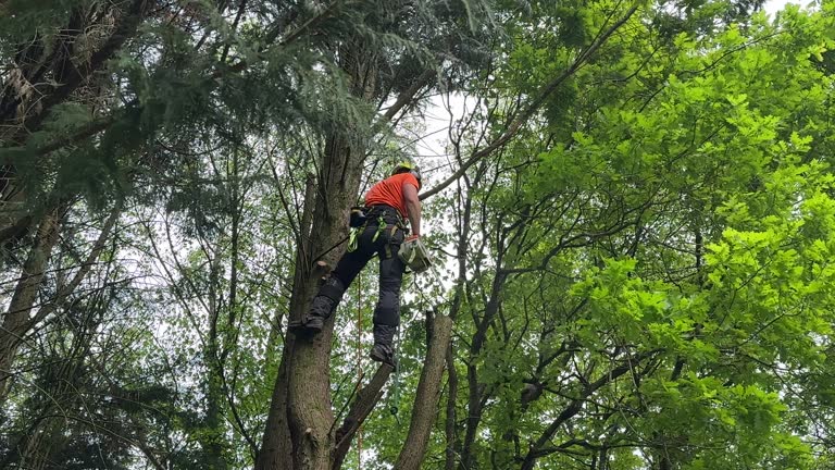 How Our Tree Care Process Works  in  Miller Place, NY