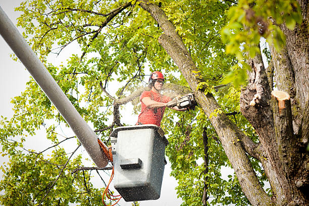 Best Hedge Trimming  in Miller Place, NY