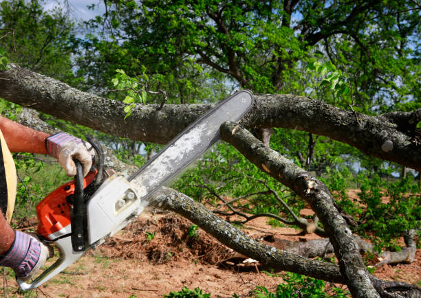 Best Tree Mulching  in Miller Place, NY